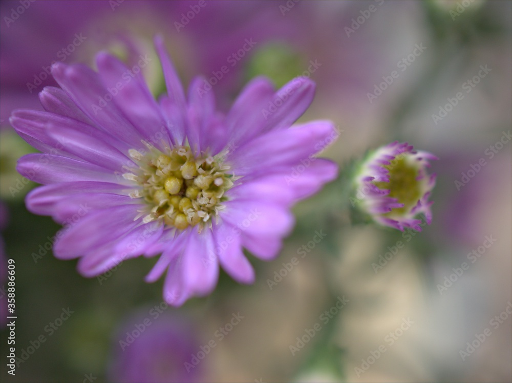 Closeup violet purple New york aster amellus flowers , American asters plants in garden with blurred background ,macro image ,soft focus ,sweet color for card design Closeup violet purple New york aster amellus flowers , American asters plants in garden with blurred background ,macro image ,soft focus ,sweet color for card design