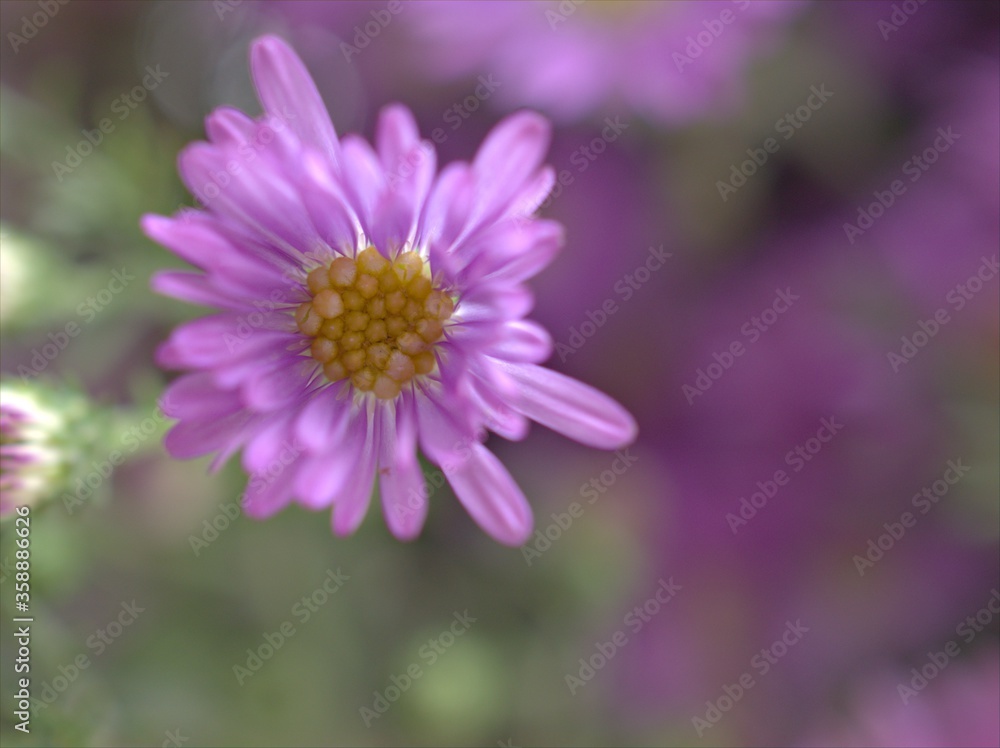 Closeup violet purple New york aster amellus flowers , American asters plants in garden with blurred background ,macro image ,soft focus ,sweet color for card design Closeup violet purple New york aster amellus flowers , American asters plants in garden with blurred background ,macro image ,soft focus ,sweet color for card design