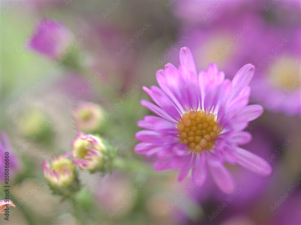Closeup violet purple New york aster amellus flowers , American asters plants in garden with blurred background ,macro image ,soft focus ,sweet color for card design Closeup violet purple New york aster amellus flowers , American asters plants in garden with blurred background ,macro image ,soft focus ,sweet color for card design
