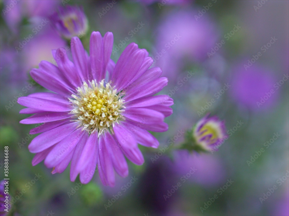 Closeup violet purple New york aster amellus flowers , American asters plants in garden with blurred background ,macro image ,soft focus ,sweet color for card design Closeup violet purple New york aster amellus flowers , American asters plants in garden with blurred background ,macro image ,soft focus ,sweet color for card design