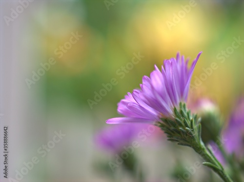 Closeup violet purple New york aster amellus flowers , American asters plants in garden with blurred background ,macro image ,soft focus ,sweet color for card design