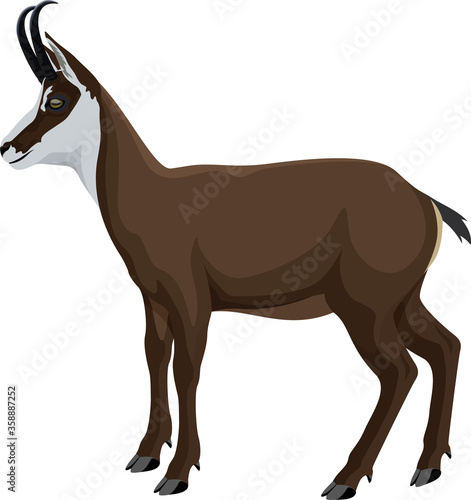 vector wild animal chamois illustration photo