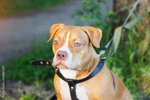 purebred american bully dog pedigree young portrait green eyes