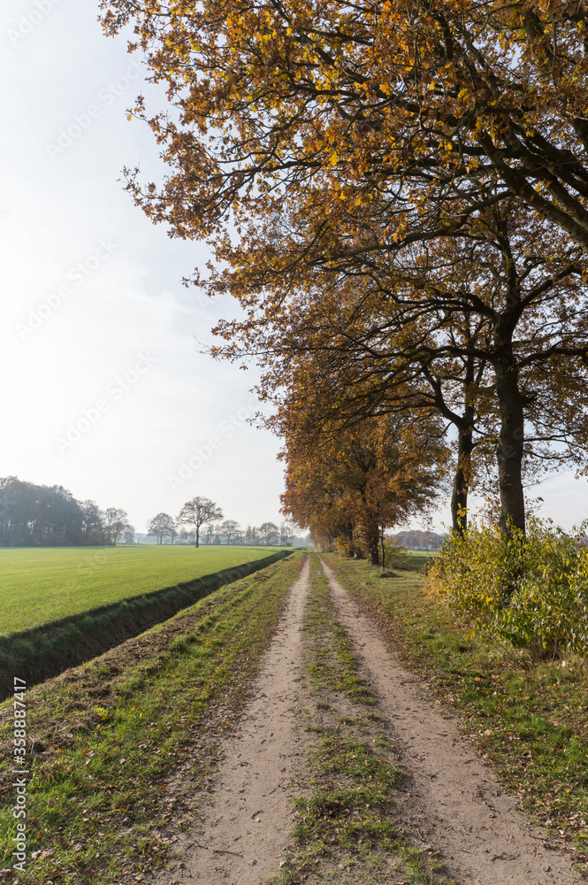 Obraz premium A path in the municipality of lochem