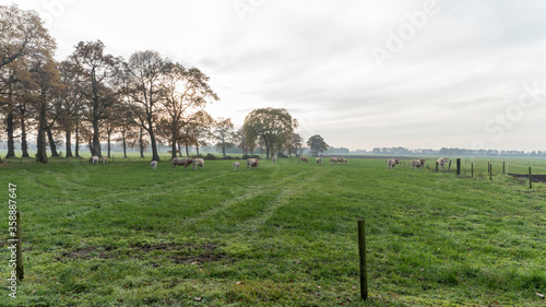 Cows on a meadow in Holten, the Netherlands