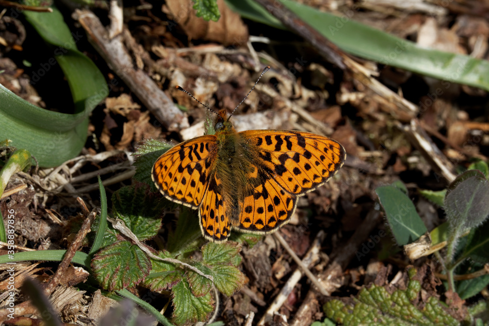 A Pearl-bordered Fritillary Butterfly basking in the sun. A Pearl-bordered Fritillary Butterfly basking in the sun.