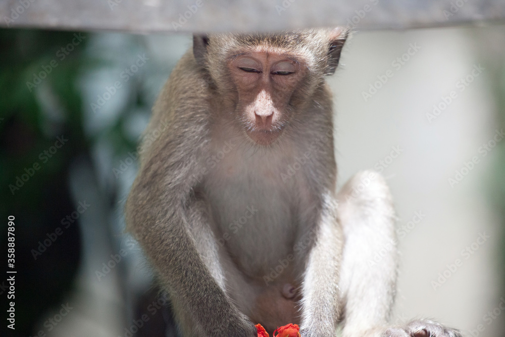 Fototapeta premium 可愛いサル 