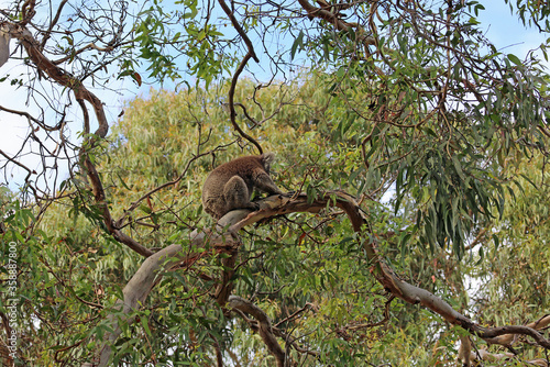 Koala climbing the branch - Kenneth River, Victoria, Australia