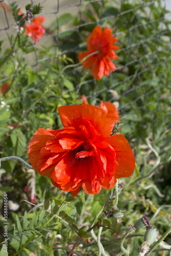 Big red poppy growing on the street in summer. Papaver Big red poppy growing on the street in summer. Papaver