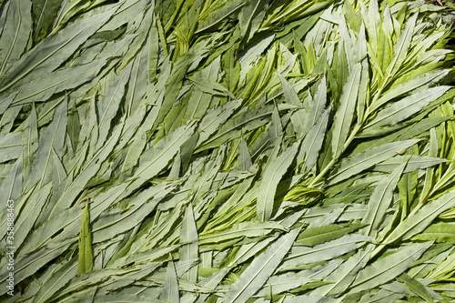 Foto Ivan-tea plant flattened into texture