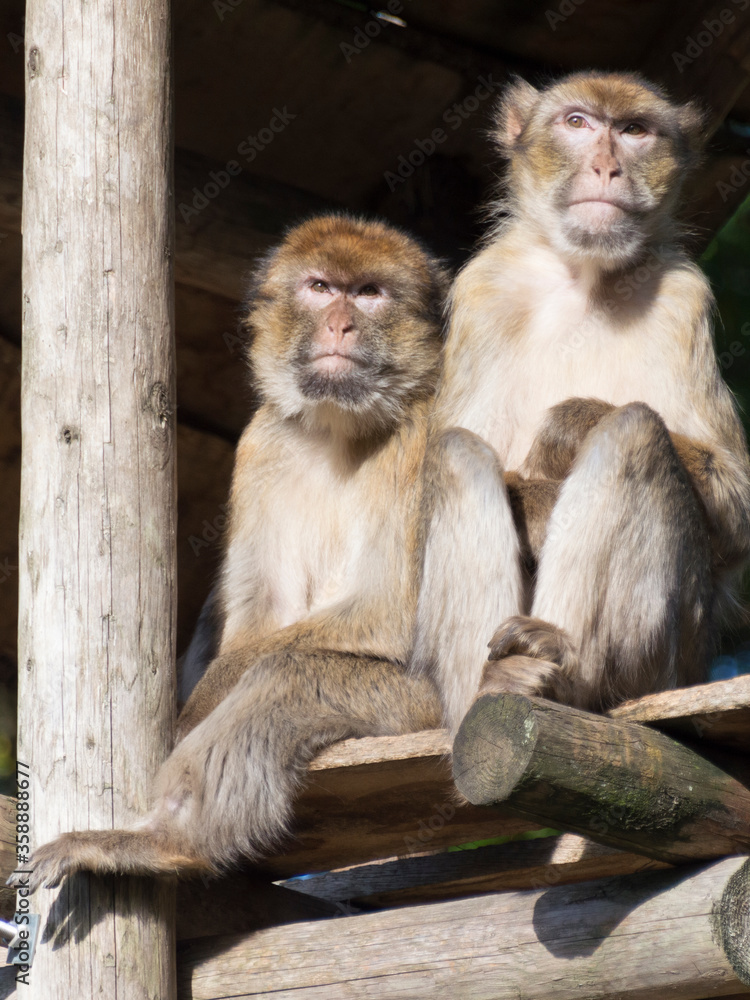 Two Barbary Macaques (Macaca Sylvanus)