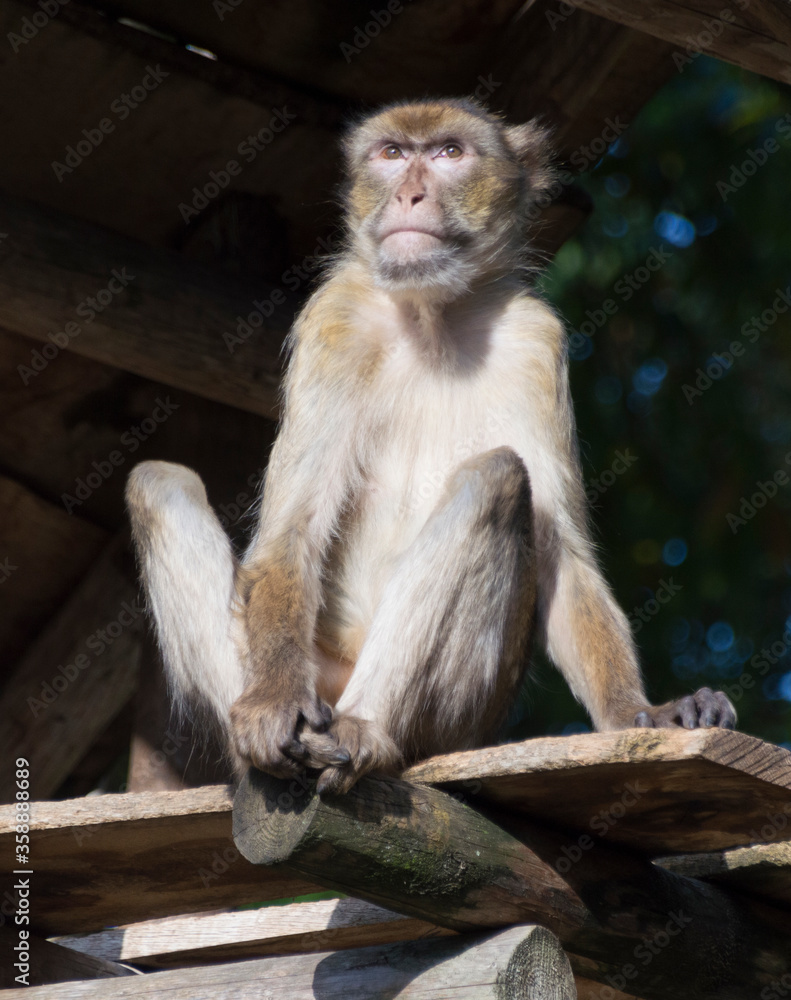 Fototapeta premium A Barbary Macaque (Macaca Sylvanus)