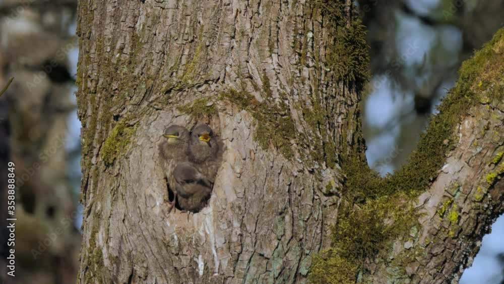 three baby grey starling bird chicks nesting in hollow tree hungry waiting for mother to bring food wide shot at sunset slow motion three baby grey starling bird chicks nesting in hollow tree hungry waiting for mother to bring food wide shot at sunset slow motion