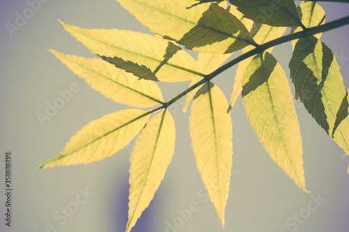 Beautiful leaves with blurry background