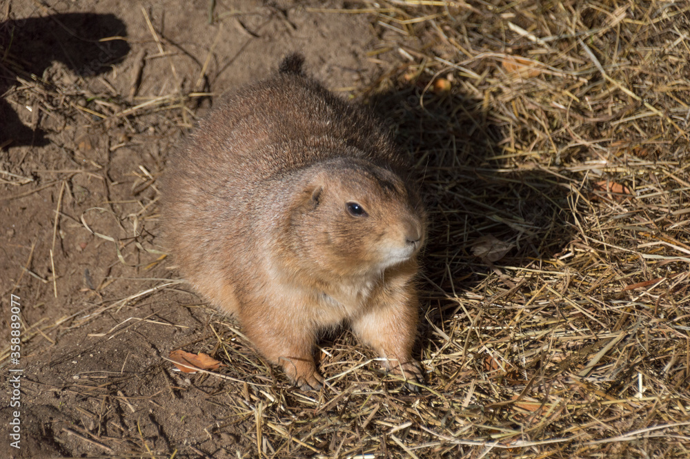 A Prairie Dog (Genus Cynomys) A Prairie Dog (Genus Cynomys)
