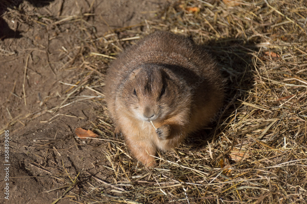 A Prairie Dog (Genus Cynomys) A Prairie Dog (Genus Cynomys)