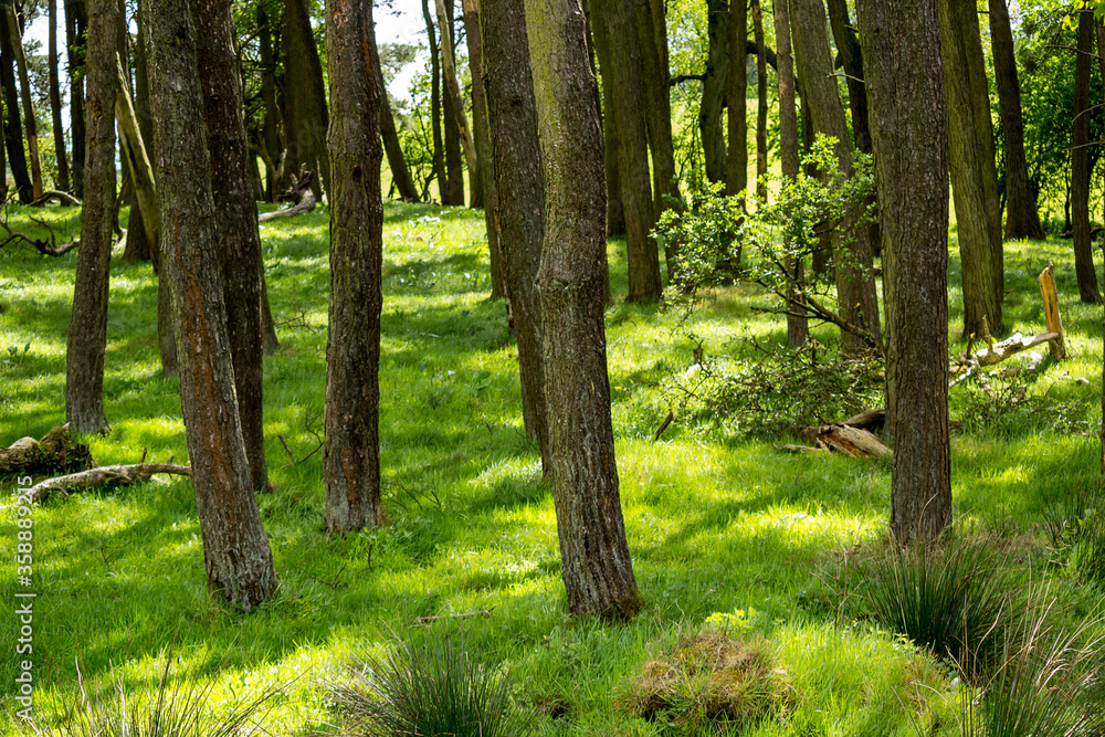 Glen Mavis, North Lanarkshire, Scotland. Beautiful Spring forest with trees and bright green grass