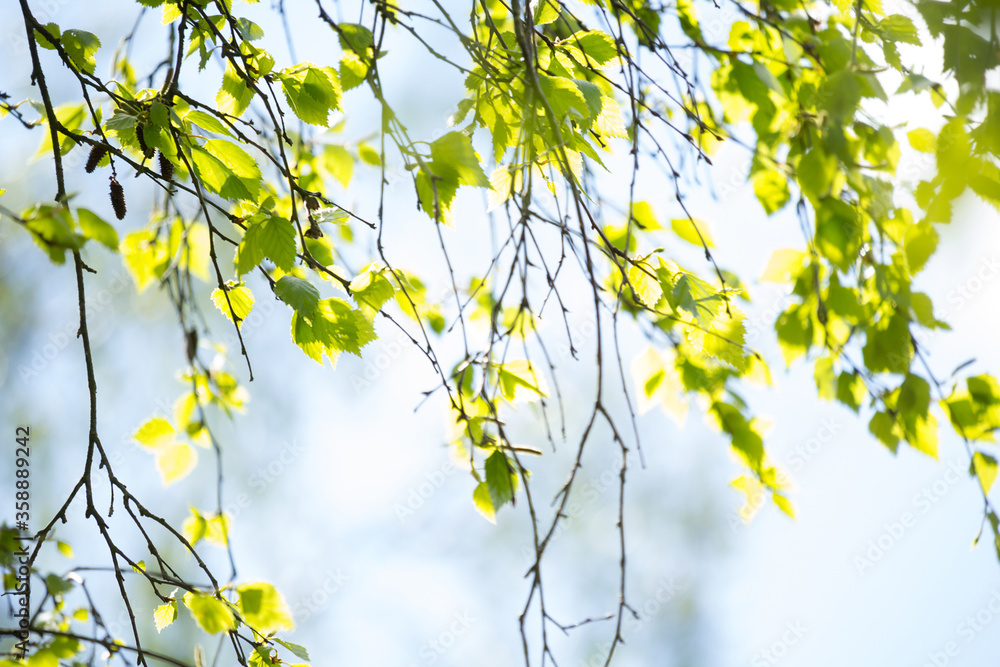 Beautiful Spring leaves with bokeh lights in the Spring forest, natural backgound for Spring projects.;