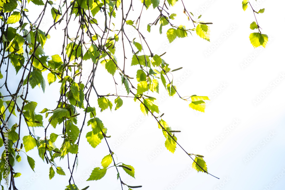 Beautiful Spring leaves with bokeh lights in the Spring forest, natural backgound for Spring projects.;