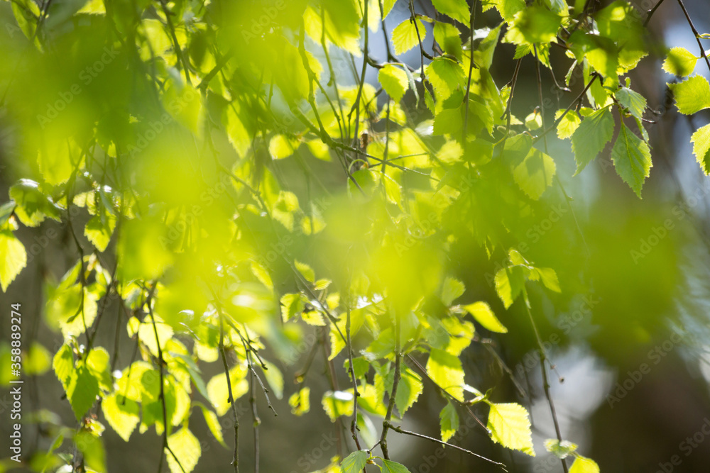 Beautiful Spring leaves with bokeh lights in the Spring forest, natural backgound for Spring projects.;