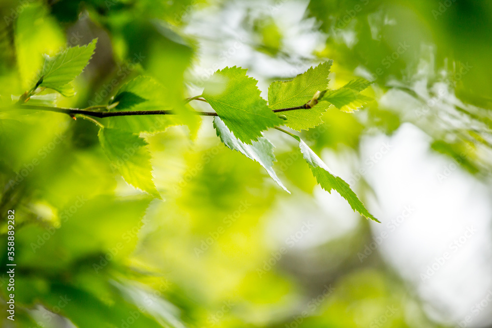 Beautiful Spring leaves with bokeh lights in the Spring forest, natural backgound for Spring projects.;