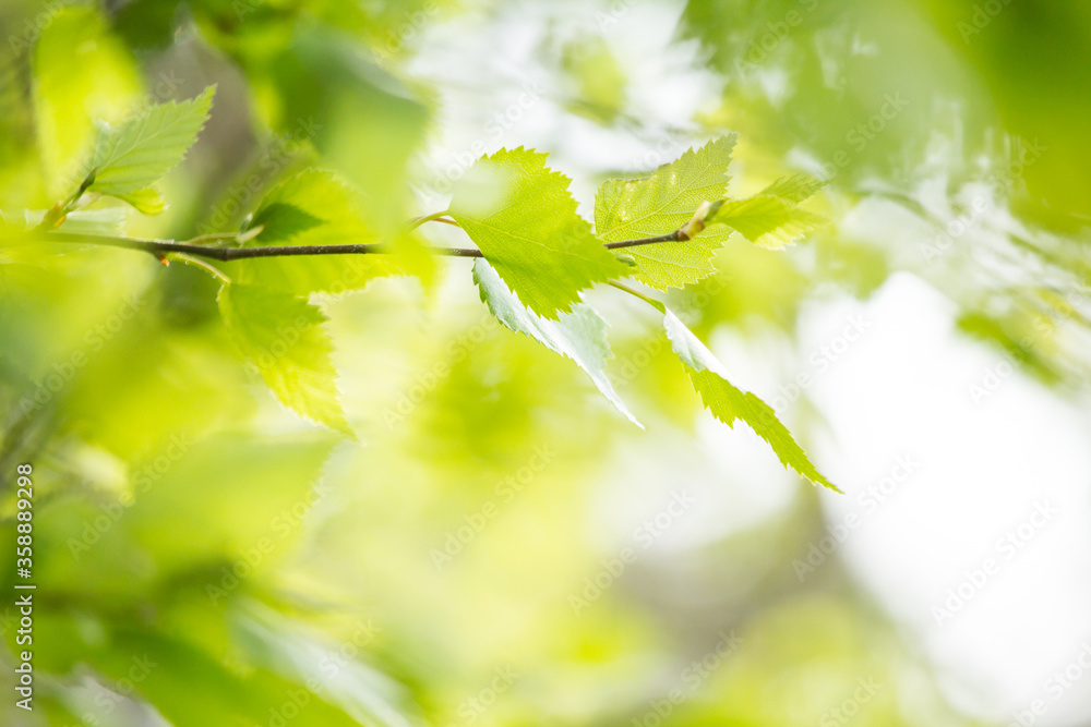 Beautiful Spring leaves with bokeh lights in the Spring forest, natural backgound for Spring projects.; Beautiful Spring leaves with bokeh lights in the Spring forest, natural backgound for Spring projects.;