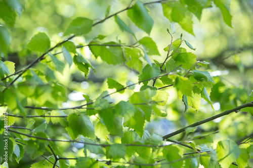 Beautiful Spring leaves with bokeh lights in the Spring forest, natural backgound for Spring projects.;