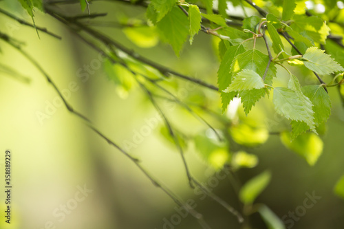 Beautiful Spring leaves with bokeh lights in the Spring forest, natural backgound for Spring projects.;