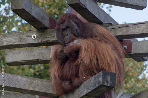 A Bornean Orangutan (Pongo Pygmaeus)	 photo