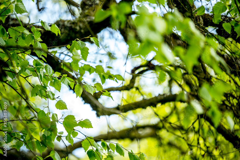 Beautiful Spring leaves with bokeh lights in the Spring forest, natural backgound for Spring projects.;