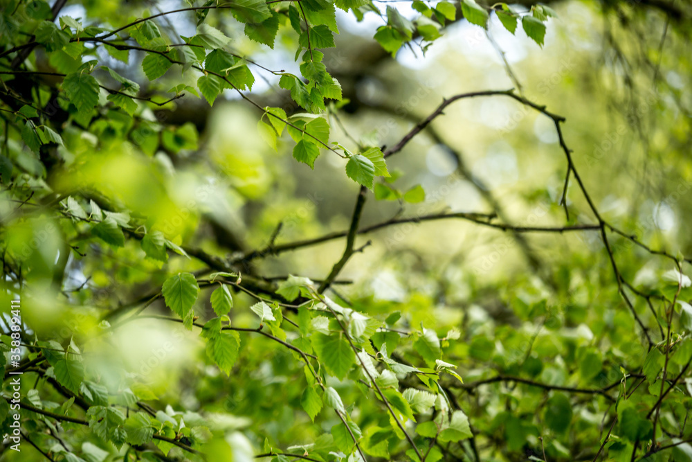 Beautiful Spring leaves with bokeh lights in the Spring forest, natural backgound for Spring projects.;