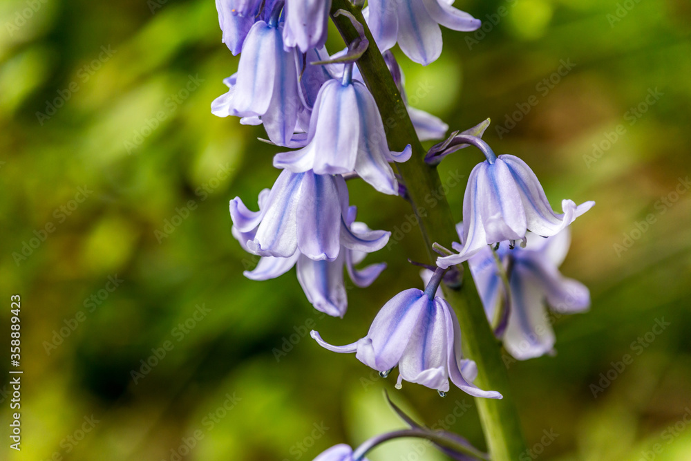 Beautiful Spanish bluebells in Spirng time, Scotland, UK