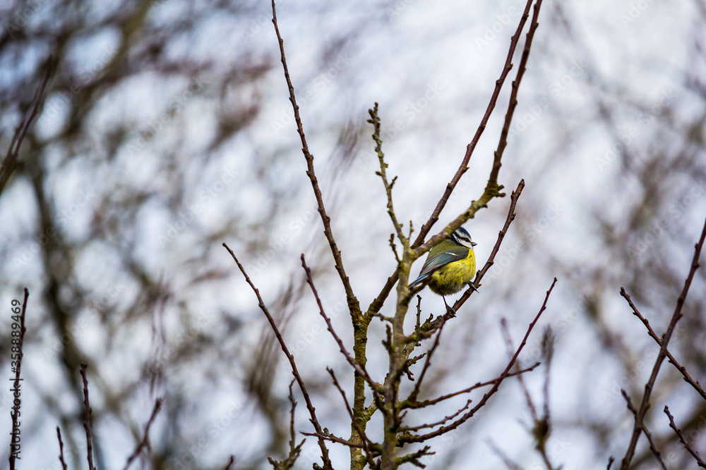 Yellow Breasted Blue Tit, a little bird sitting on the tree branches in Spring time.
