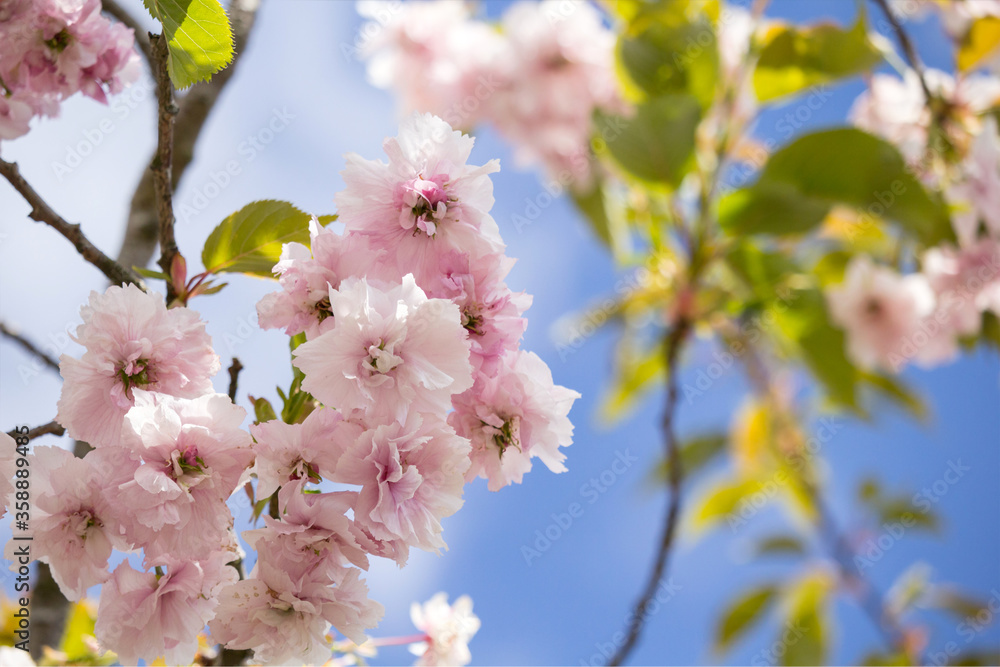 Beautiful, Spring Japanese cherry blossom close up