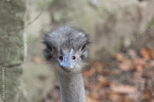 a portrait of an ostrich
