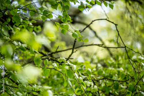 Obraz na płótnie Beautiful Spring leaves with bokeh lights in the Spring forest, natural backgound for Spring projects.; w salonie