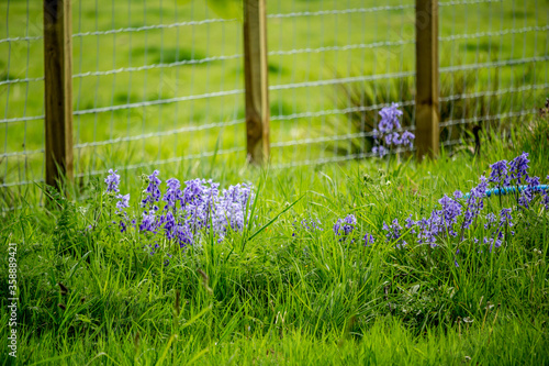 Beautiful bluebells in Spirng time, Scotland, UK