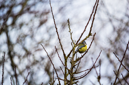 Obraz na płótnie Yellow Breasted Blue Tit, a little bird sitting on the tree branches in Spring time. w salonie