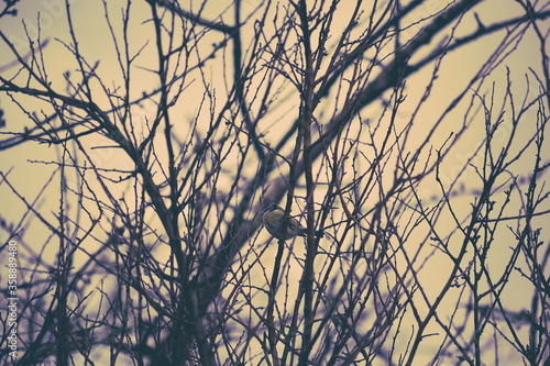 Obraz na płótnie Yellow Breasted Blue Tit, a little bird sitting on the tree branches in Spring time. w salonie
