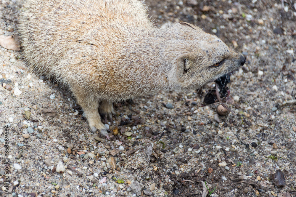 A Yellow Mongoose (Cynictis Penicillata) A Yellow Mongoose (Cynictis Penicillata)