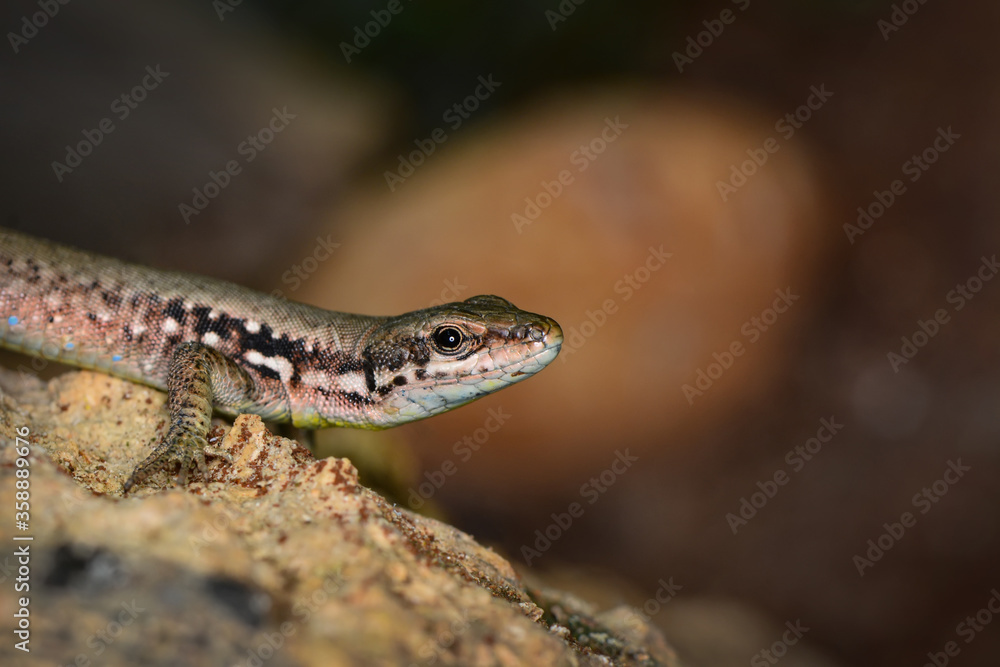 Closeup Beautiful lizard in the garden Closeup Beautiful lizard in the garden
