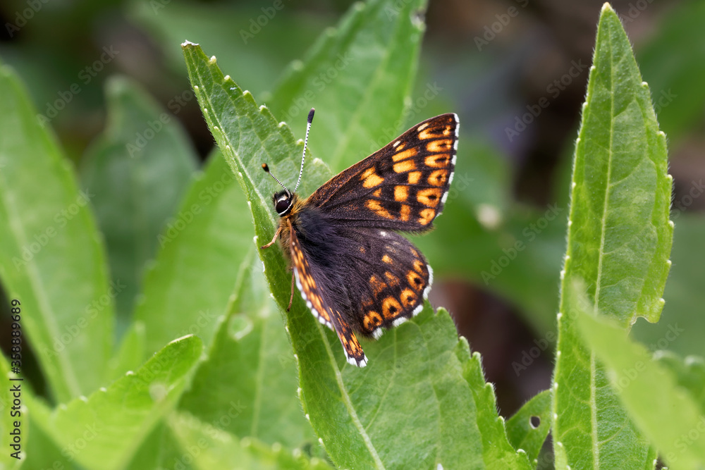 Obraz premium A Duke of Burgundy Butterfly basking on green leaf.