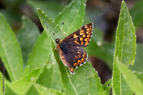 A Duke of Burgundy Butterfly basking on green leaf.