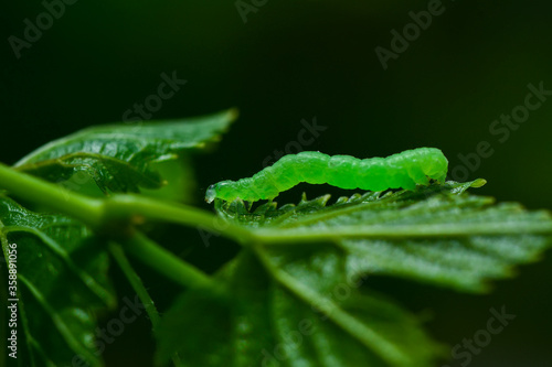 Beautiful green caterpillar creeps on a green plant in the garden
