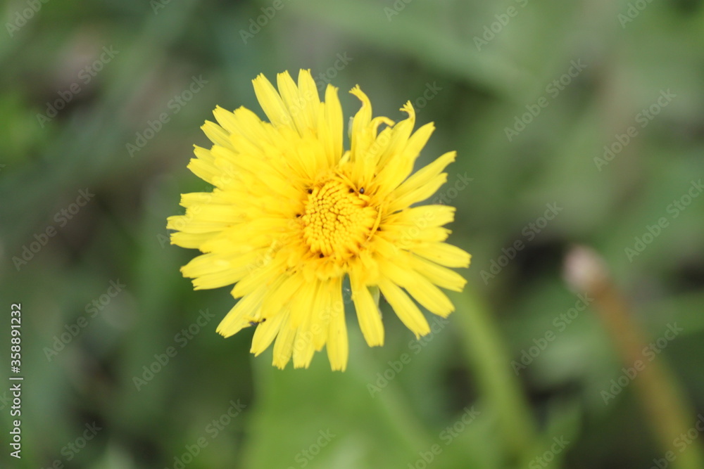 flower, yellow, dandelion, nature, spring, plant, summer, macro, green, garden, flowers, grass, petal, blossom, flora, beauty, bloom, floral, beautiful, field, meadow, daisy, bright, close-up, weed flower, yellow, dandelion, nature, spring, plant, summer, macro, green, garden, flowers, grass, petal, blossom, flora, beauty, bloom, floral, beautiful, field, meadow, daisy, bright, close-up, weed