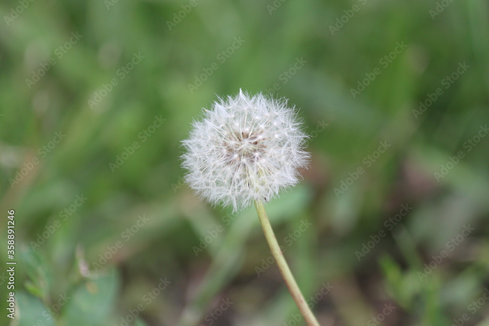 dandelion, flower, nature, plant, grass, green, spring, summer, white, seed, seeds, weed, wind, flora, macro, meadow, closeup, growth, blowball, field, fluffy, flowers, beauty, dandelions, blossom dandelion, flower, nature, plant, grass, green, spring, summer, white, seed, seeds, weed, wind, flora, macro, meadow, closeup, growth, blowball, field, fluffy, flowers, beauty, dandelions, blossom