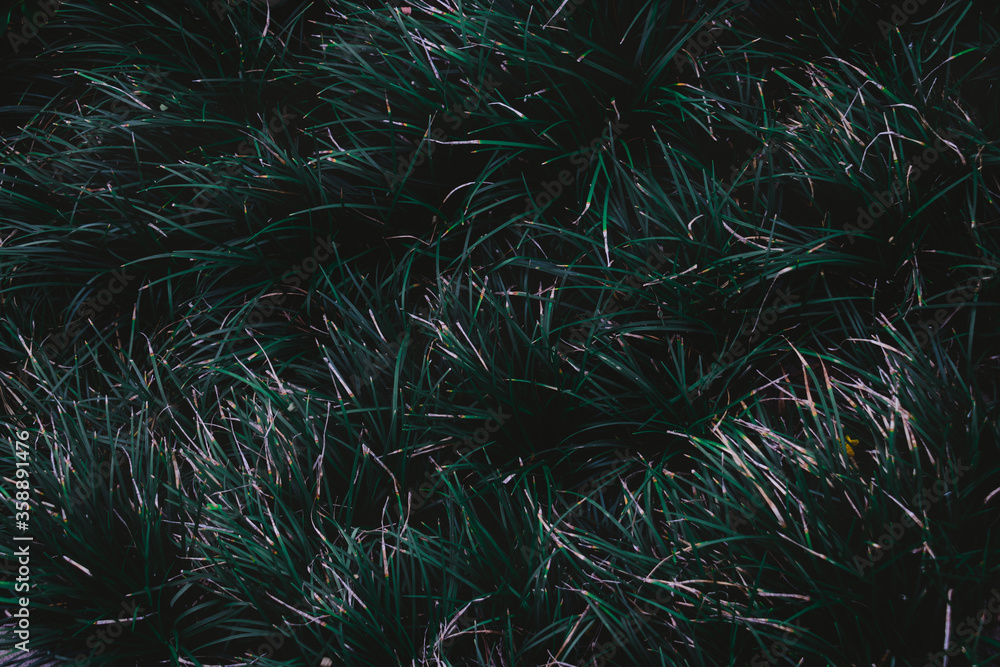 Fototapeta premium Top view leaf background.Green leaves color tone dark in the morning.Tropical Plant in Thailand,environment,good air.photo concept nature and plant.
