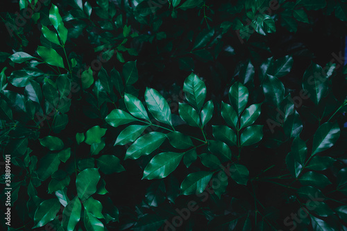 Fototapeta Naklejka Na Ścianę i Meble -  Top view leaf background.Green leaves color tone dark in the morning.Tropical Plant in Thailand,environment,good air.photo concept nature and plant.