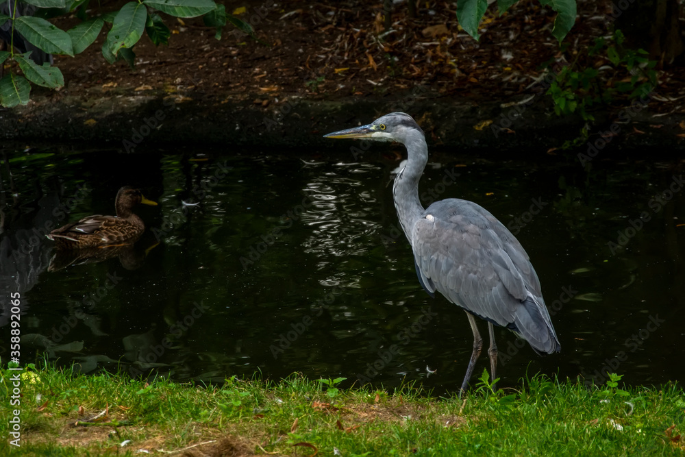 Fototapeta premium Great Blue Heron (Ardea herodias). It is the largest North American heron. 