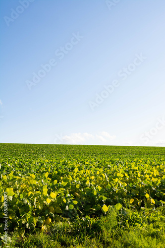 緑の大豆畑と青空 